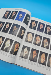 First edition Compendium of Seashells hardcover book by R. Tucker Abbott & S. Peter Dance, 1982 edition with full-color marine shell photography.