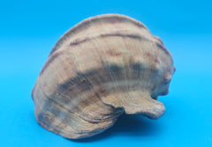 Marmoratus Turban Display Shell Premium Coastal Home Decor Large