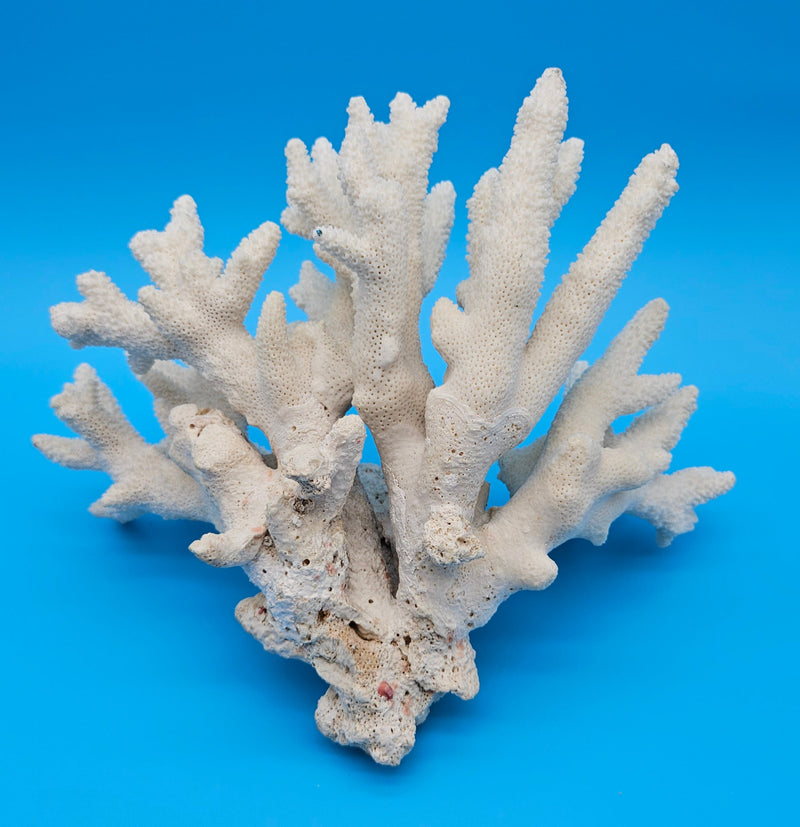 White Branch Coral Specimen with spiked arms and textured surface on blue background