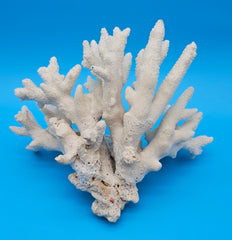 White Branch Coral Specimen with spiked arms and textured surface on blue background