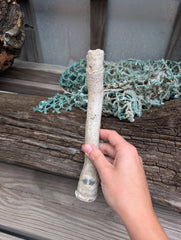 Australian Watering Pot - Brechites australis (tube like Shell)