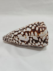 Marbled Cone Shells Conus Marmoreus