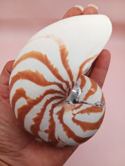 Tiger Nautilus Shell – Striking Natural Ocean Decor 4