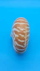 Tiger Nautilus Shell – Striking Natural Ocean Decor 4