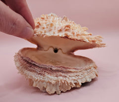 Spiny pink and ivory Spondylus shell with dramatic textured surface, 5 inches wide, on tabletop