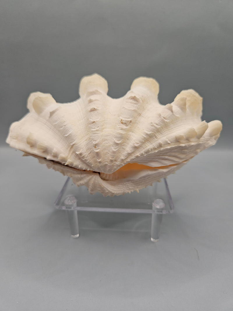 Squamosa clam shell pair, 6 inches wide, featuring natural ridges and textures