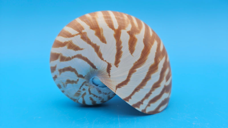 Tiger Nautilus Shell – Striking Natural Ocean Decor 3.7"