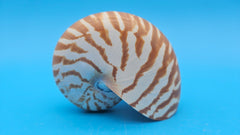 Tiger Nautilus Shell – Striking Natural Ocean Decor 3.7