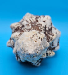 Melanistic Horse Conch shell with dark brown-black streaks on white surface and long spiral body, displayed on blue background