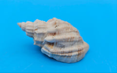 Sydaphera spengleriana shell, ribbed spiral form, creamy beige tones with subtle brown banding, 2.3 inches.