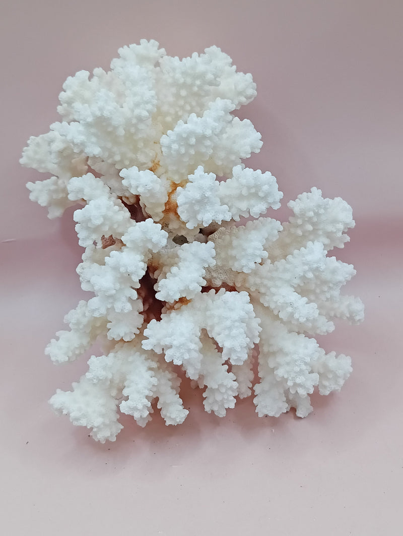 Vintage Brownstem Coral with natural branch form – 7.5 x 4.5 x 5 inches coastal decor accent