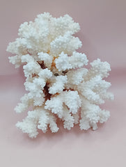 Vintage Brownstem Coral with natural branch form – 7.5 x 4.5 x 5 inches coastal decor accent