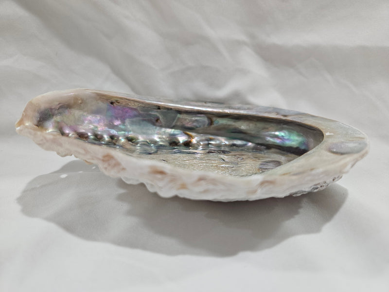 Midas Abalone Shell 6.5" Exact Shown