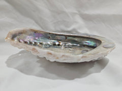 Midas Abalone Shell 6.5