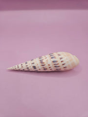 Marlin Spike shell, elongated shell with patterns, 4-inch sea shell, detailed coastal shell decor, collectible marine shell