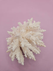 Table Coral ACROPORA LATISTELLA 4.4