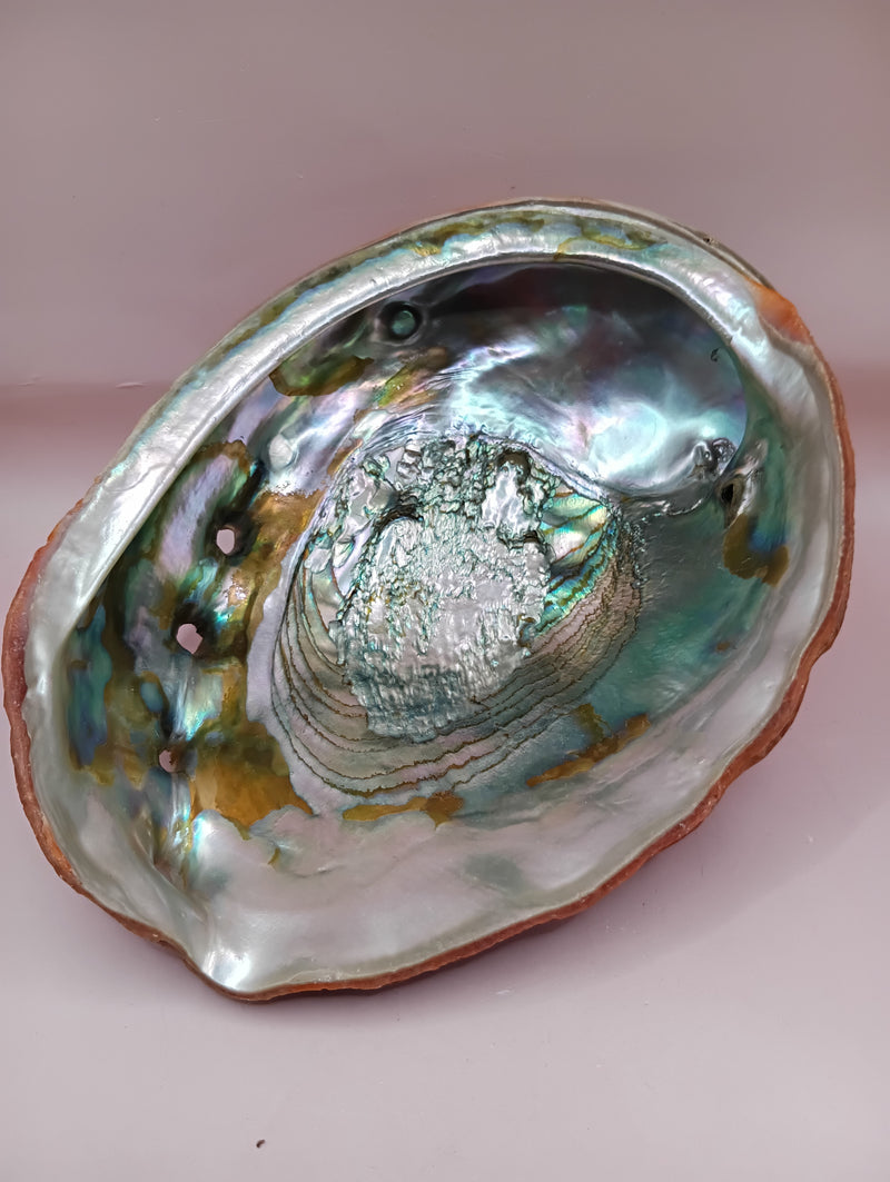Red Abalone Shell with Iridescent Interior – 8.5" Coastal Display Shell