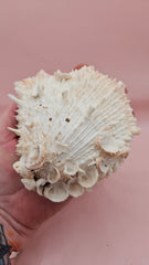 Hinged Cream Spondylus Shell – 4.7