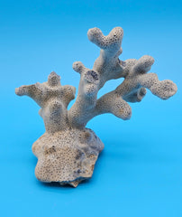 Blue Ridge Coral Specimen with branching form and porous texture on blue background