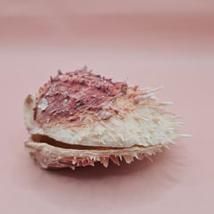 4-inch pink and white Spondylus shell with spines and hinged opening on light pink background