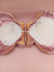 Natural Lion's Paw seashell pair, 5.6 by 5.2 inches, with textured barnacle accents and coastal tones