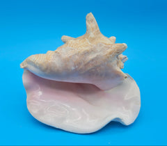 queen conch shell with flared pink interior and spiral tip, 9 inches, perfect for coastal home decor