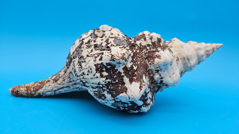 Melanistic Horse Conch shell with dark brown-black streaks on white surface and long spiral body, displayed on blue background