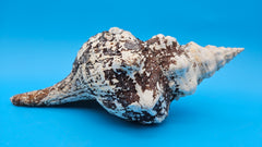 Melanistic Horse Conch shell with dark brown-black streaks on white surface and long spiral body, displayed on blue background