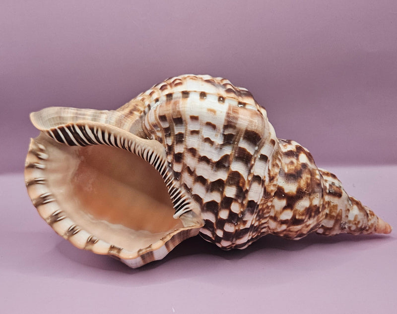 Close-up of a natural Triton Trumpet seashell with intricate patterns, ideal for coastal decor.