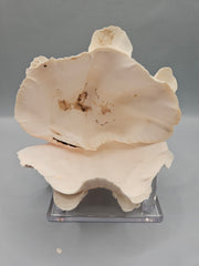 Squamosa clam shell pair, 4.5 inches wide, featuring natural ridges and texture