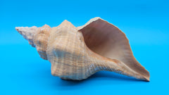 Rare Apricot Horse Conch Display Shell Premium Coastal Home Decor 11