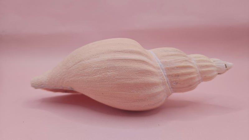 Fulgoraria nagouchii hashingi seashell with spiral ridges and soft peach color on pink background