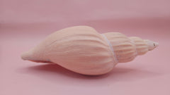 Fulgoraria nagouchii hashingi seashell with spiral ridges and soft peach color on pink background