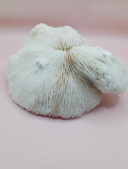 Vintage White Mushroom Coral- Fungia fungites