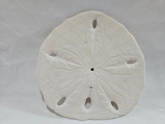 Leodia Sexiesperforata Six Hole Keyhole Sand Dollar