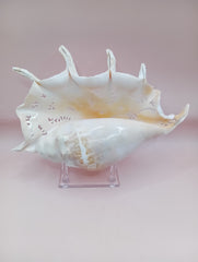 Hand-carved Lambis truncata shell with octopus design – 9.5 inches