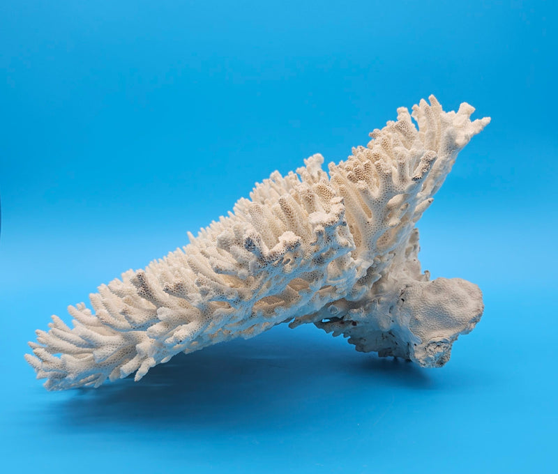 Vintage table coral specimen for coastal home decor - natural marine piece