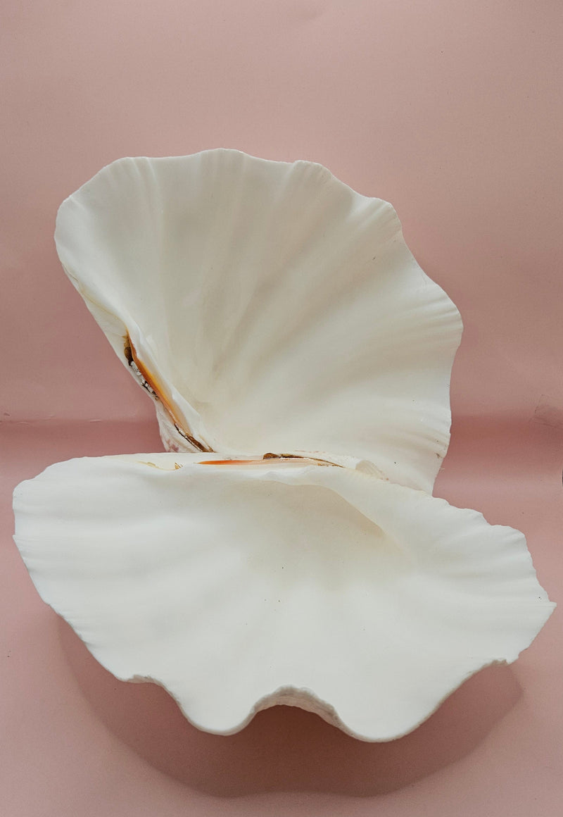 Vintage Bear Paw Clam Shell with natural ridges and tubeworm markings on a pink background – Hippopus hippopus specimen 10x7 inches
