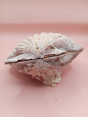 Barnacle-encrusted Lion's Paw seashell pair, 5.9x5.3 inches – natural marine texture