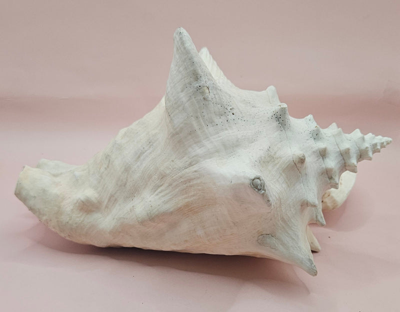 Large queen conch shell with flared pink interior and spiral tip, 9 inches, perfect for coastal home decor
