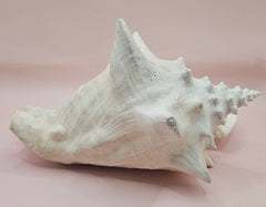 Large queen conch shell with flared pink interior and spiral tip, 9 inches, perfect for coastal home decor
