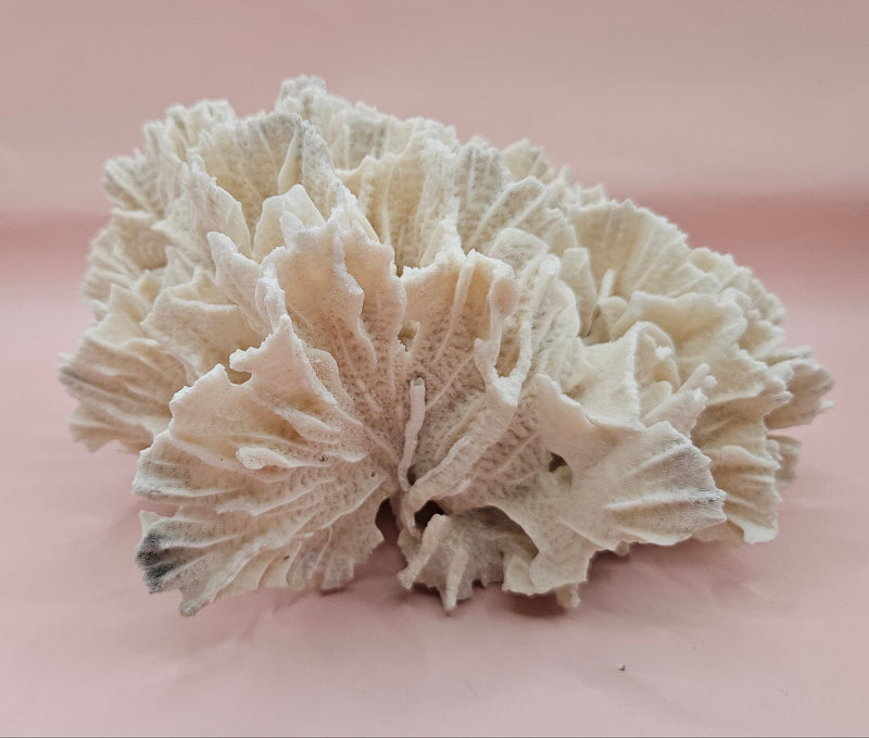 White vintage Rugosa coral fossil with radial ridges on pink background – 6.8 inch horn coral decor