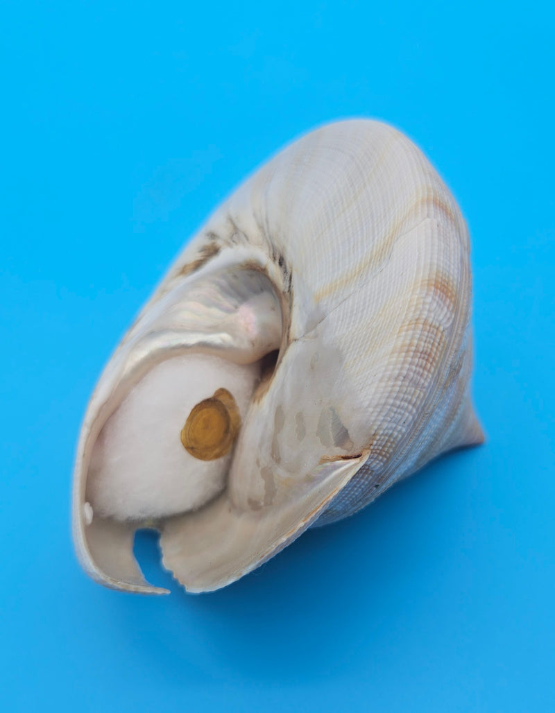  Rare Pleurotomaria hirasei spiral shell with operculum intact, natural creamy tones on blue background