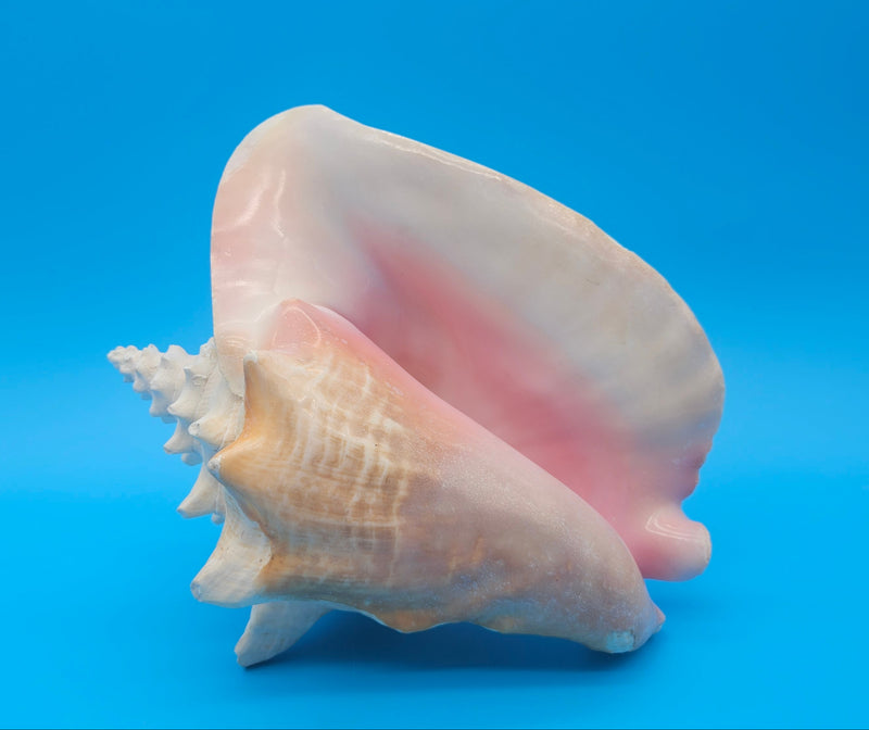 Large non-pierced Queen Conch display shell for coastal home decor - premium natural specimen