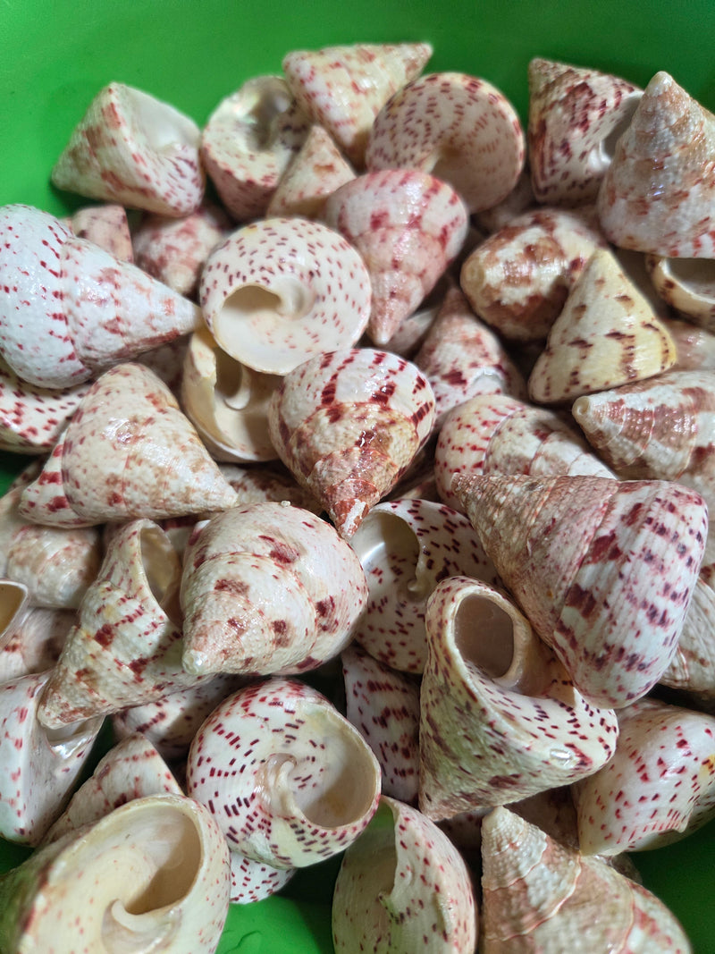 Polished Strawberry Trochus Shell