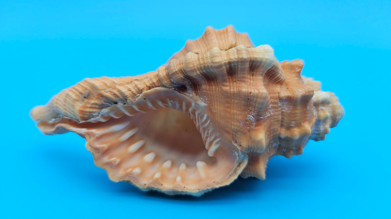 4.4-inch Cymatium pyrum shell in orange and cream with knobby ridges for coastal décor display