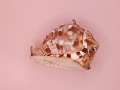 King Helmet Display Shell- Cassis flammea 4.8