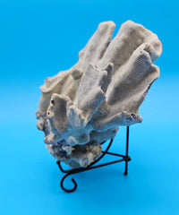 Blue Ridge Coral with ruffled edges and porous texture against blue background
