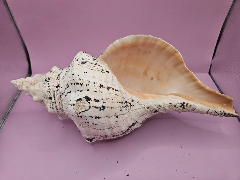 Horse Conch Shell-12.25"