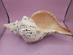 Horse Conch Shell-12.25